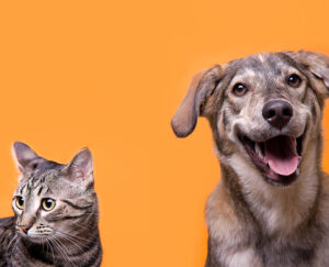 seguros mascotas