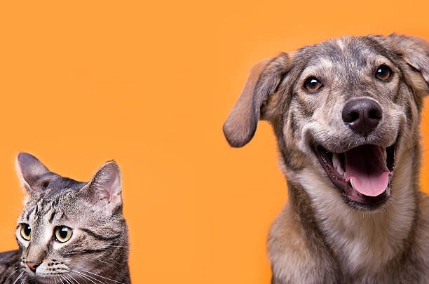 seguros mascotas